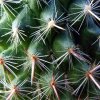 Mammillaria_ varieaculeata _06